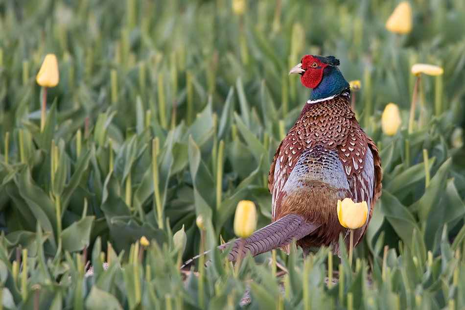 Fasan (Phasianus colchicus)