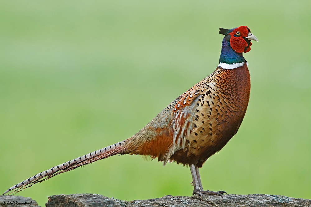 Fasan (Phasianus colchicus)  