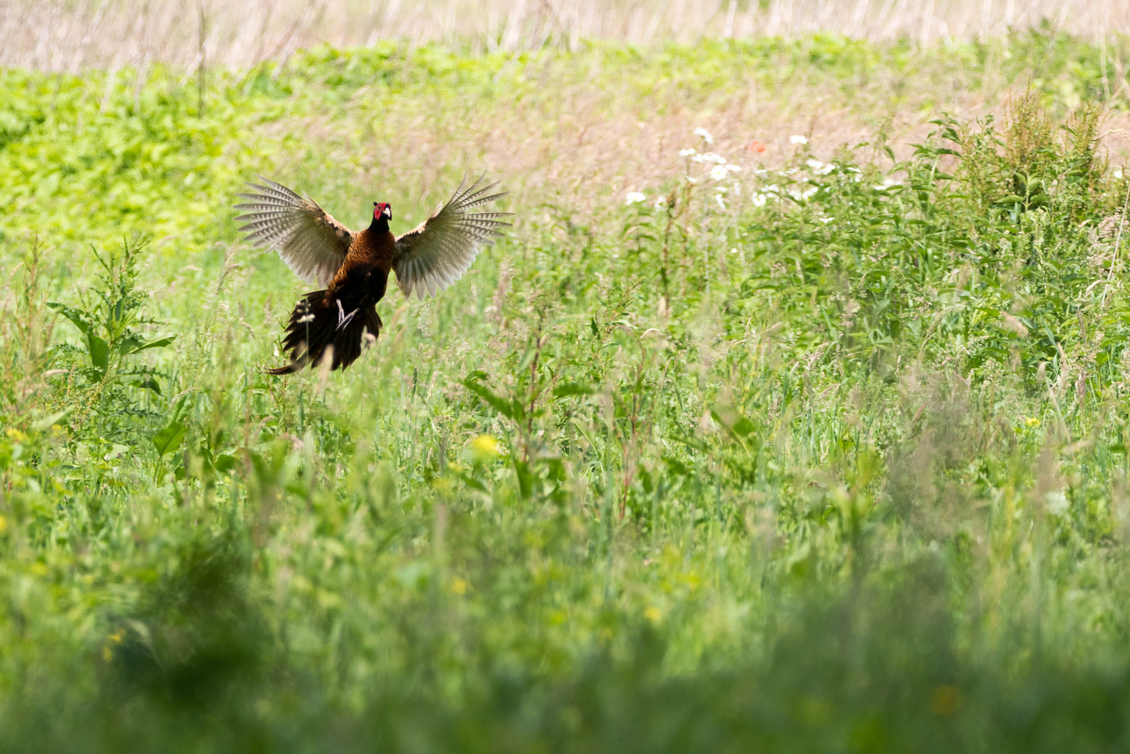 Fasan (Phasianus colchicus)