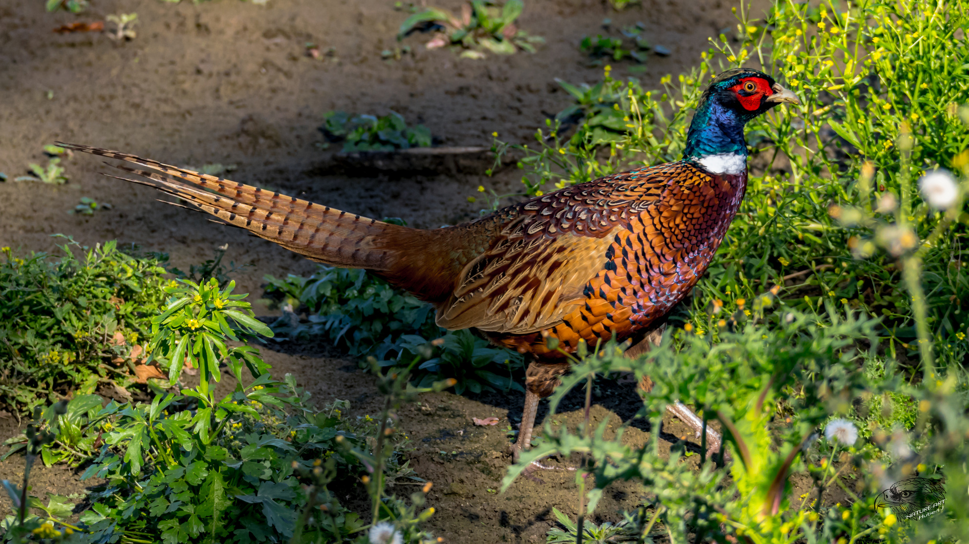 Fasan (Phasianus colchicus)