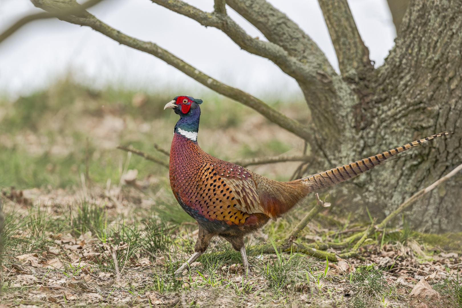 Fasan (Phasianus colchicus)