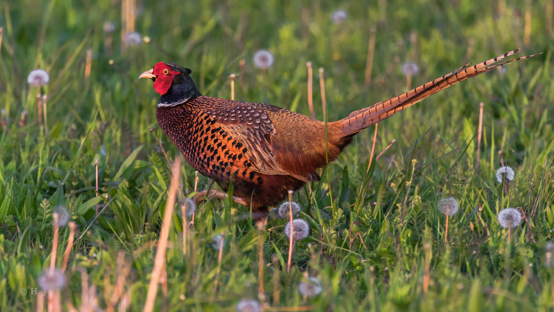 Fasan (Phasianus colchicus)