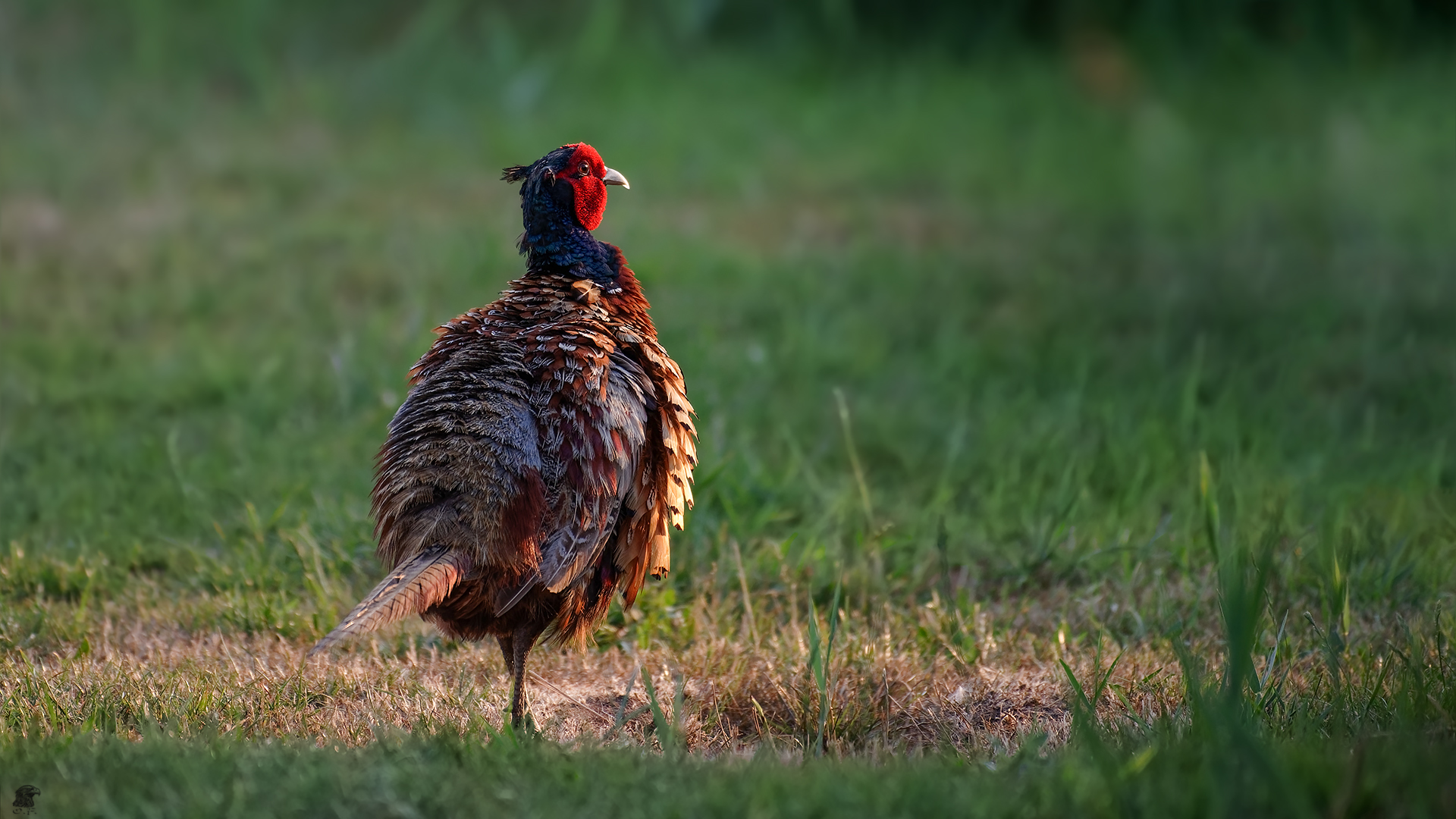 Fasan (Phasianus colchicus) ... 