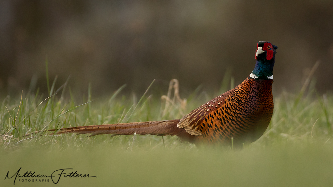 Fasan (Phasianus colchicus) 