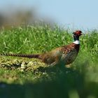 Fasan, (Phasianus colchicus), Common pheasant, Faisán vulgar