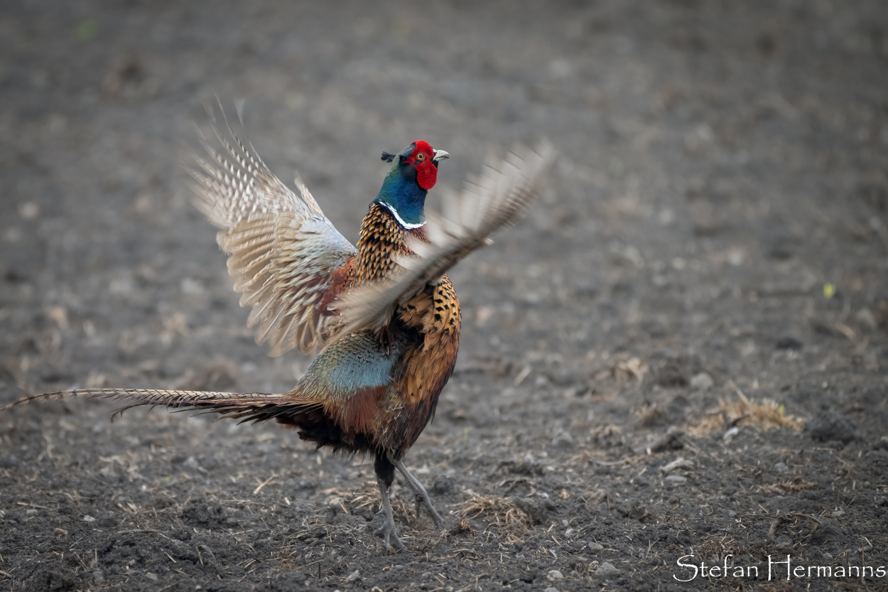 Fasan (Phasianus colchicus)