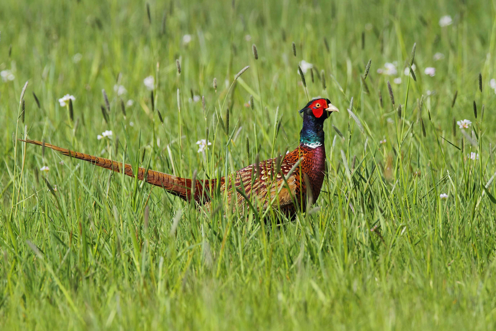 Fasan (Phasianus colchicus)