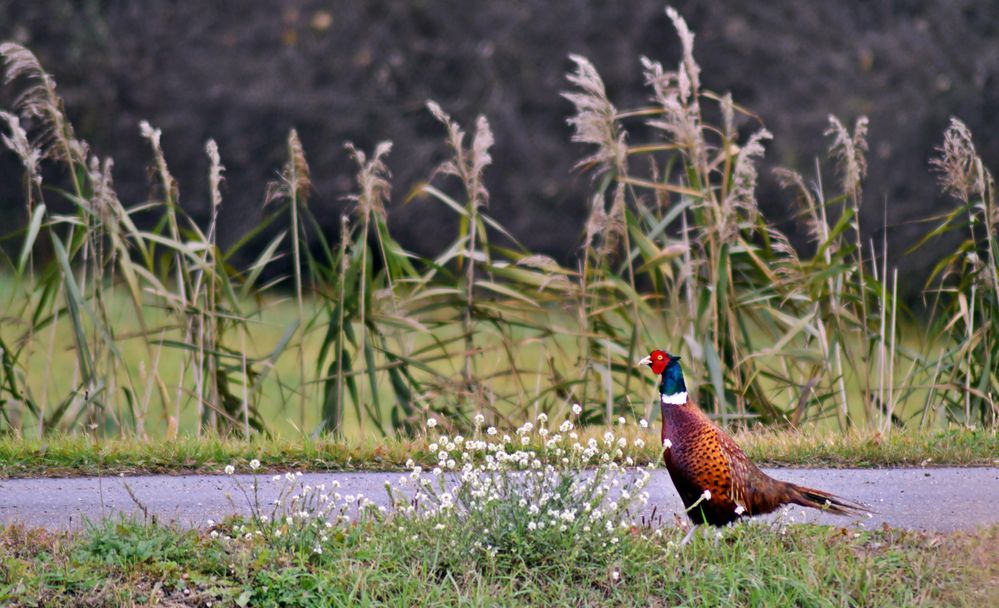 Fasan ~~ Phasianus colchicus