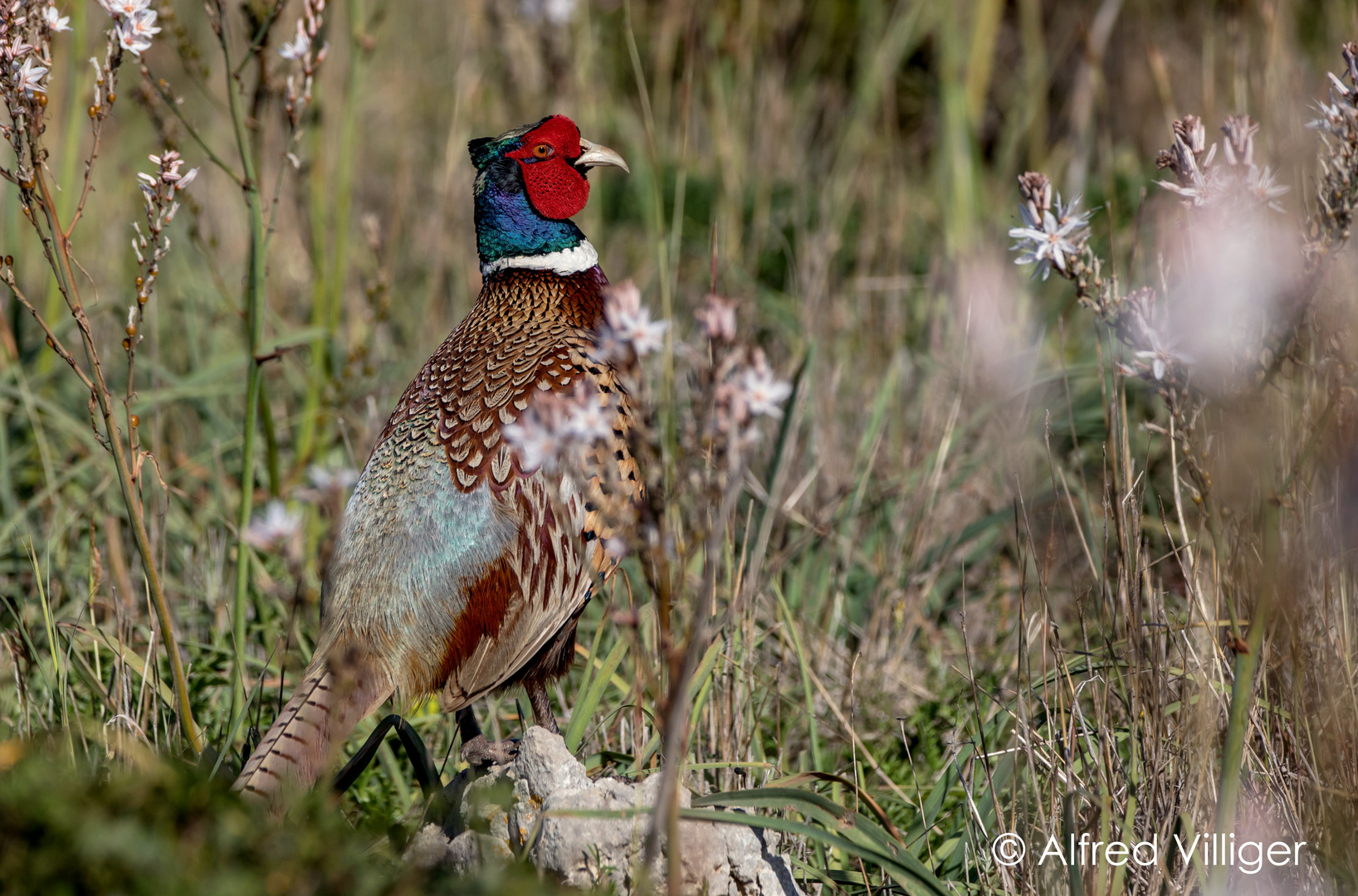 Fasan (Phasianus colchicus) Hahn