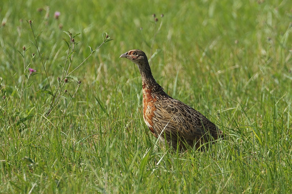 Fasan (Phasianus colchicus) - Jungvogel