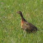 Fasan (Phasianus colchicus) - Jungvogel