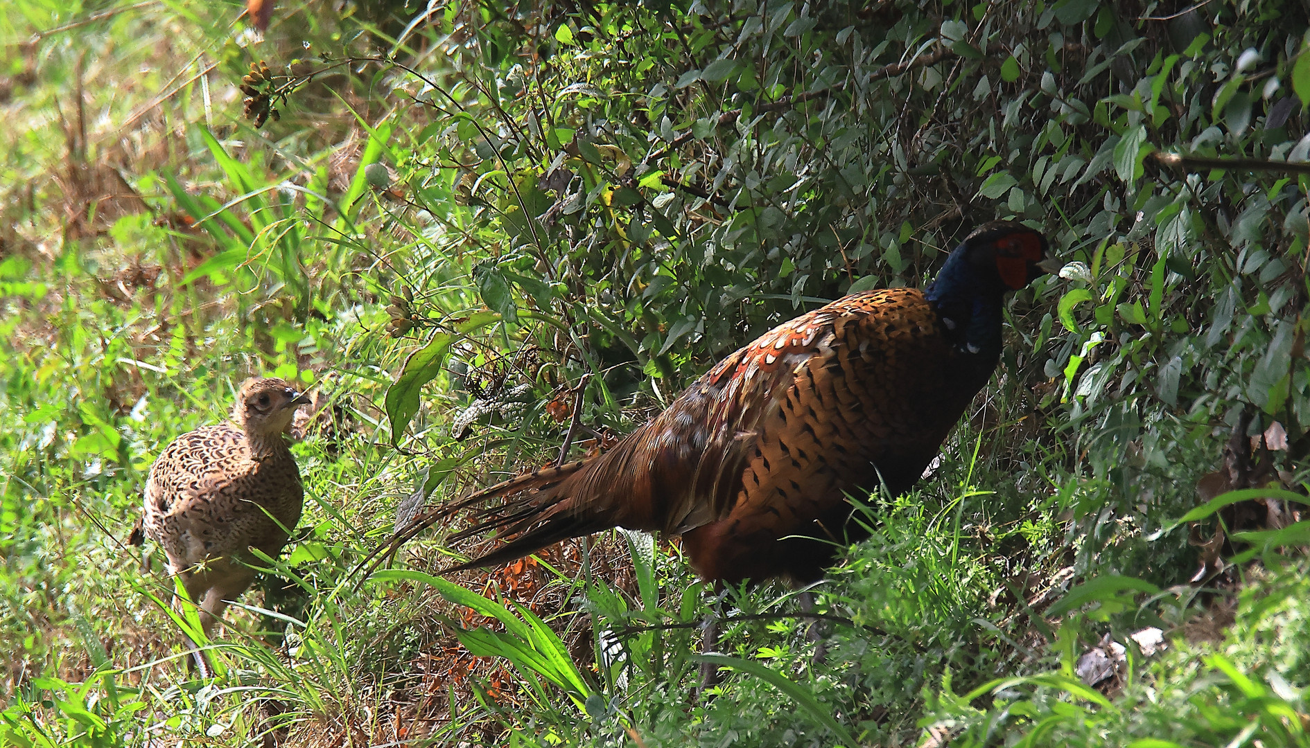 Fasan Phasianus colchicus Papa mit Jungtier