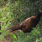 Fasan Phasianus colchicus Papa mit Jungtier