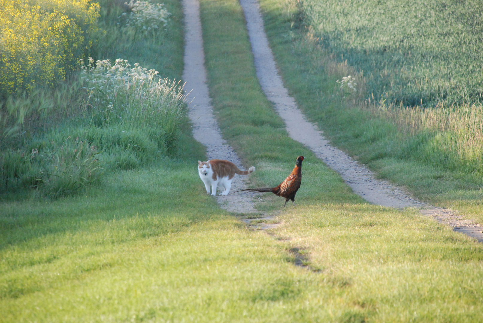 Fasan und Katze