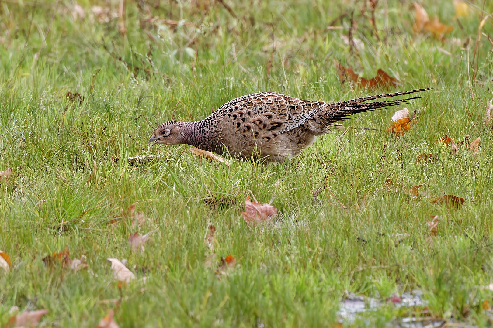 Fasan Weibchen