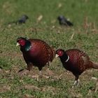 Fasane im Feld -Schritte zum Fotografen