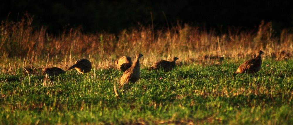 Fasane in der Abenddämmerung