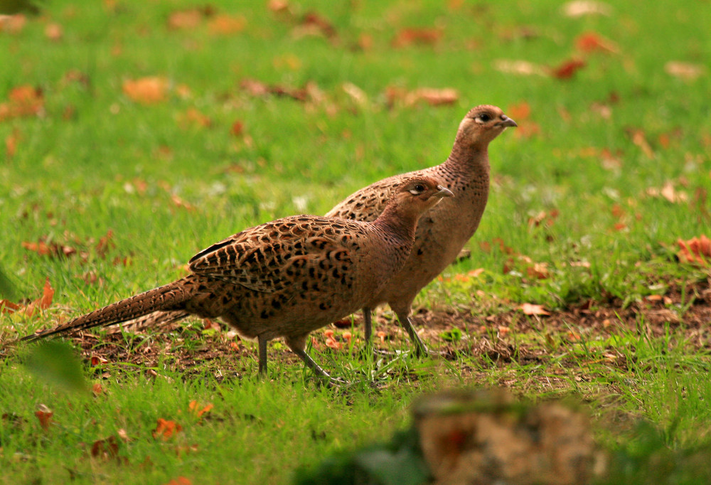 Fasane in meinem Garten