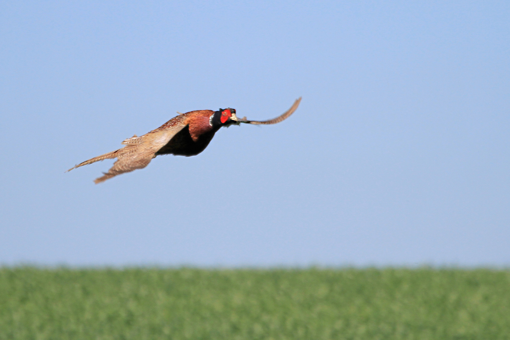 Fasanen Gockel im Flug