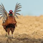 Fasanen Hahn markiert sein Revier