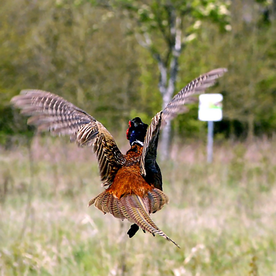 Fasanenflug 