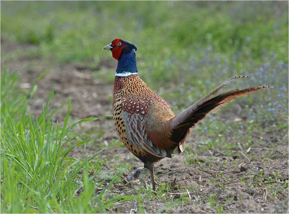 Fasanenhahn