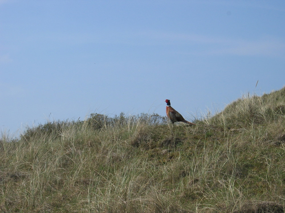 Fasanenhahn in den Dünen auf Borkum