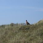 Fasanenhahn in den Dünen auf Borkum