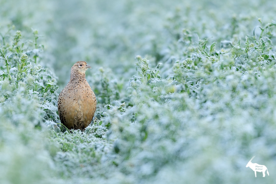 Fasanenhenne an einem frostigen Morgen