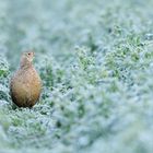 Fasanenhenne an einem frostigen Morgen