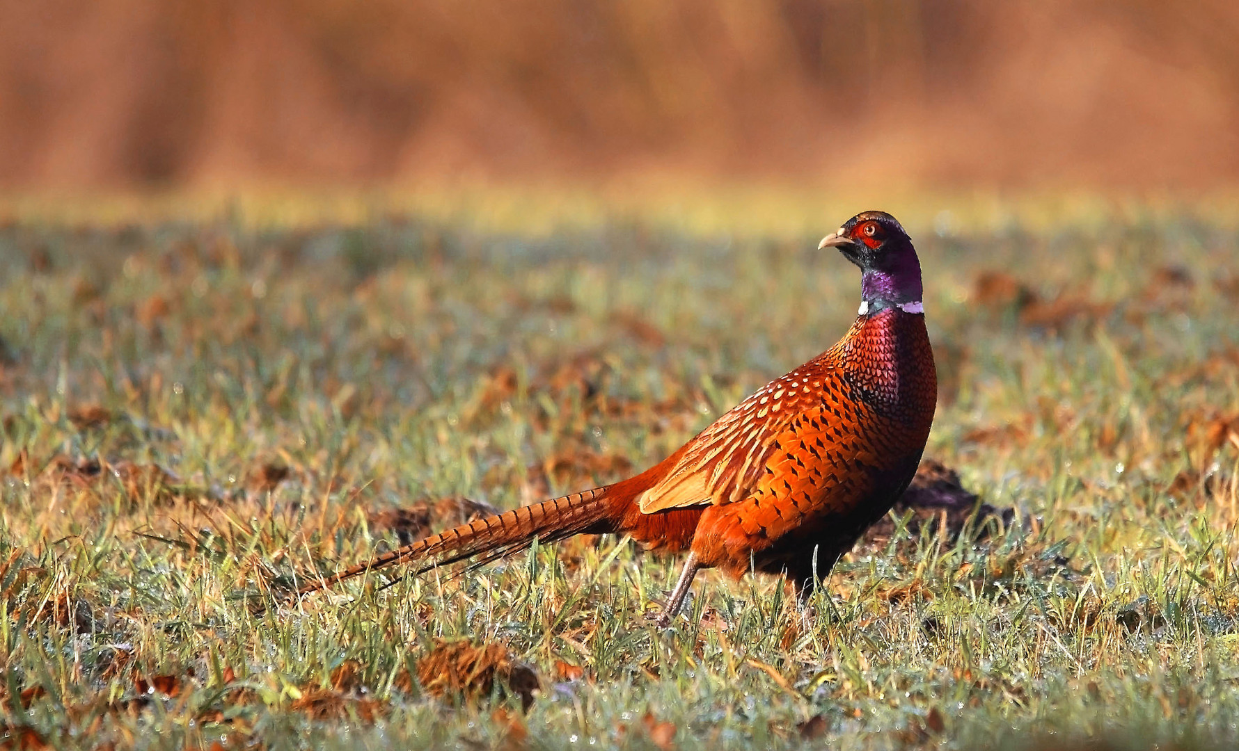 Fasanenmännchen in der Abendsonne