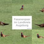 Fasanenpaar im Landkreis Augsburg