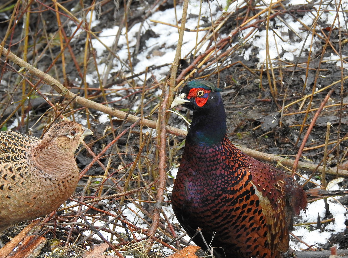 Fasanenpaar - wildlife