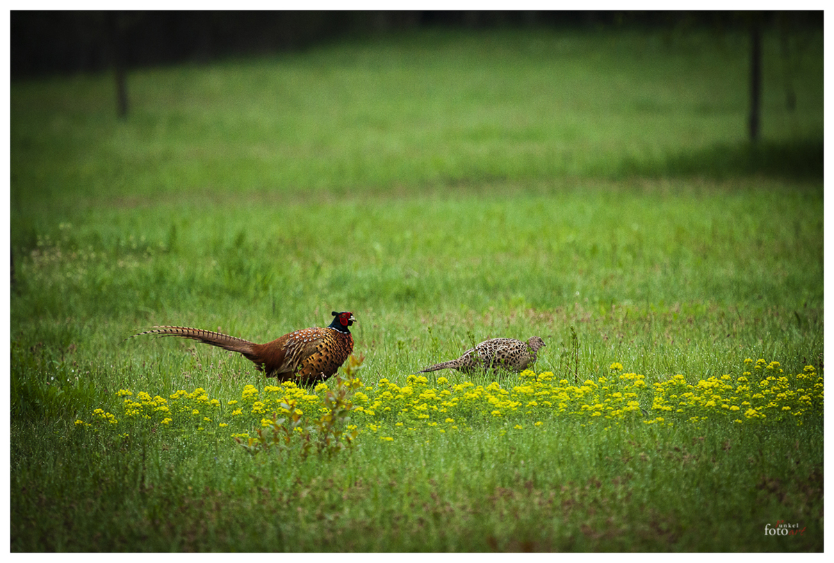 Fasanenpärchen am Morgen