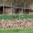 Fasanenpärchen auf Futtersuche