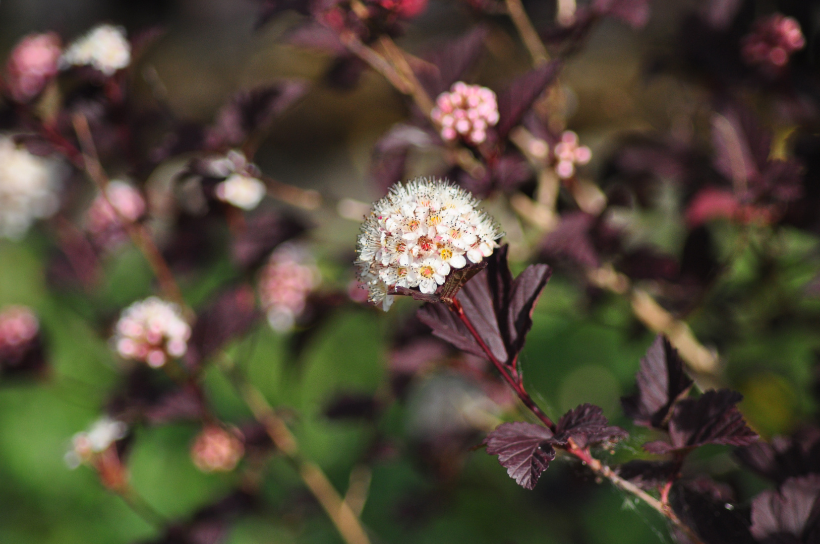 FASANENSPIERE 'SUMMER WINE'