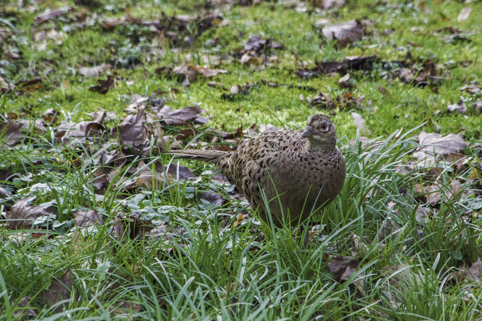 Fasanenweibchen