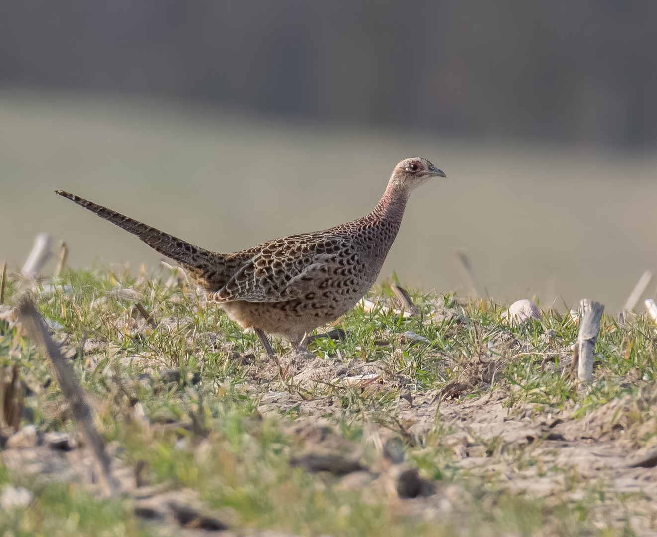 Fasanenweibchen