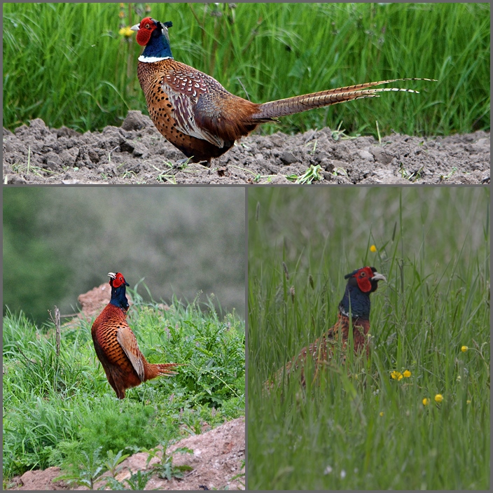 Fasanenzeit