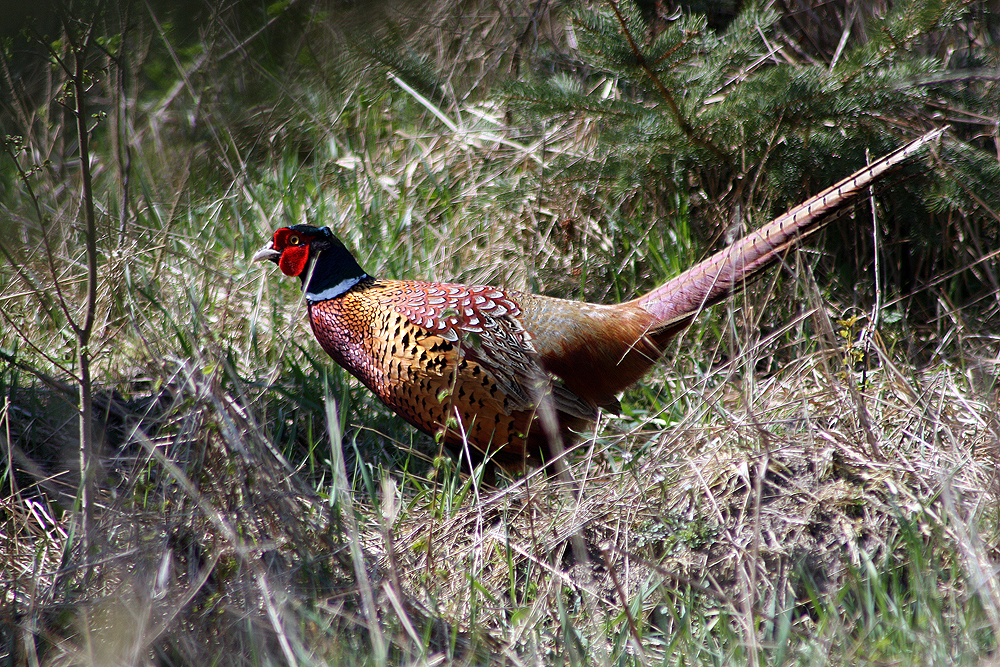 Fasanhahn (Phasianus colchicus)