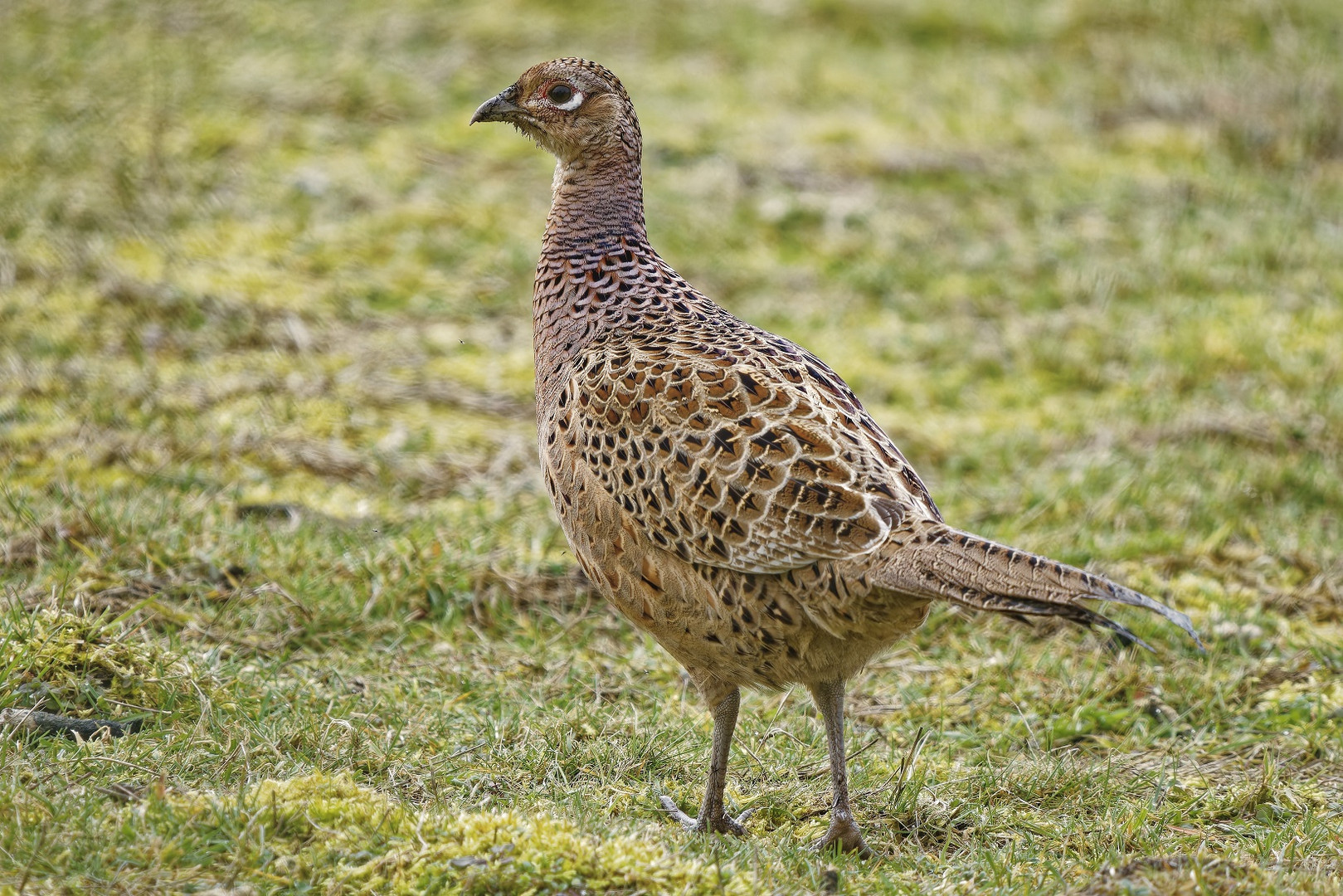 Fasanweibchen