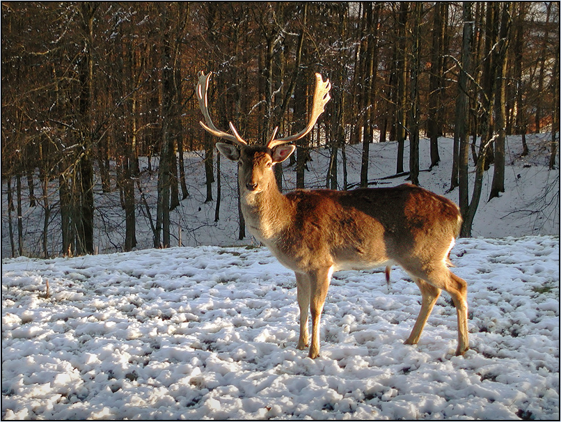 Faschingsbock