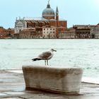 fascinating venice °11