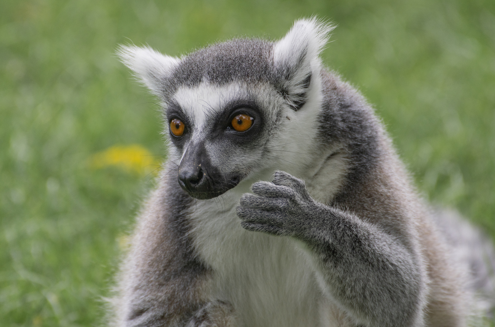 Fascination (Lemur catta, maki catta)