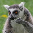 Fascination (Lemur catta, maki catta)