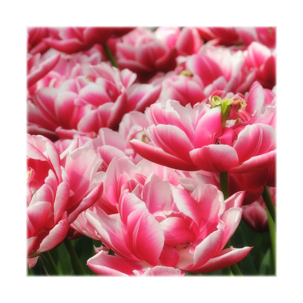 fascination tulips (II)