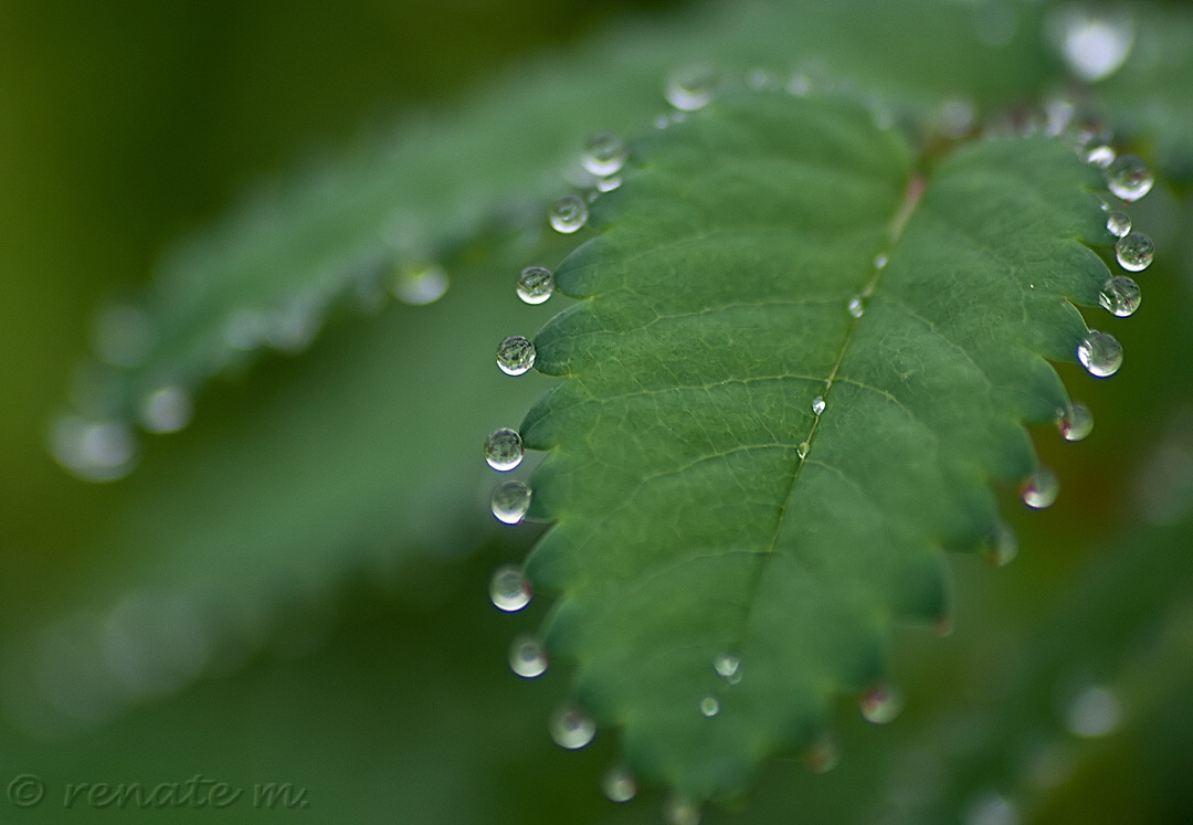 Fascination with "pearls of nature"