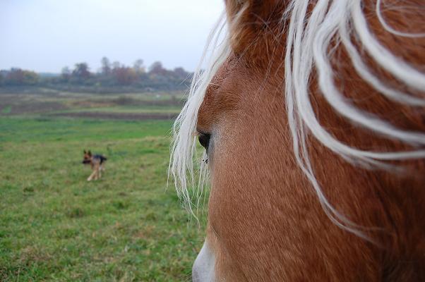 Fass den Hund.