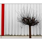 Fassade + Baum