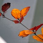 FASSADE MIT HERBST